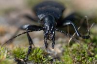 Carabus coriaceus