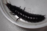 Carabus violaceus purpurascens