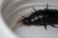 Carabus violaceus purpurascens