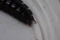 Carabus violaceus purpurascens