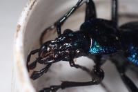 Carabus intricatus