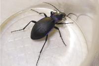 Carabus problematicus