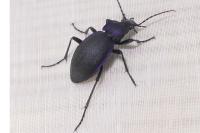 Carabus problematicus
