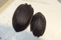 Carabus problematicus