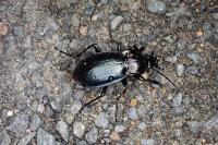 Carabus nemoralis