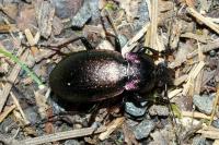 Carabus nemoralis