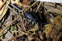 Carabus intricatus