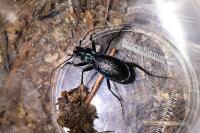 Carabus intricatus