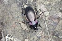 Carabus nemoralis