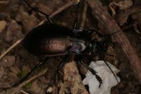 Carabus nemoralis