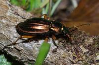 Carabus auratus