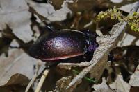Carabus nemoralis
