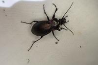 Carabus nemoralis