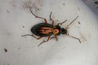 Carabus auratus