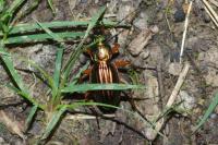 Carabus auratus