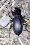Carabus violaceus