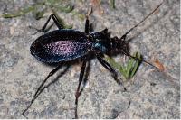 Carabus intricatus