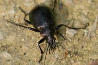 Calosoma inquisitor