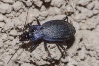 Carabus problematicus