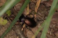 Carabus nemoralis