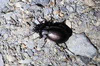Carabus nemoralis