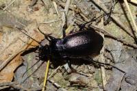 Carabus nemoralis