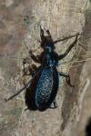 Carabus intricatus
