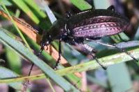 Carabus granulatus
