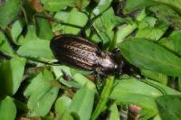 Carabus granulatus