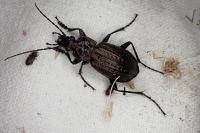 Carabus granulatus