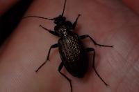Carabus granulatus