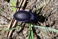 Carabus problematicus