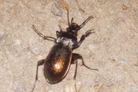 Carabus nemoralis