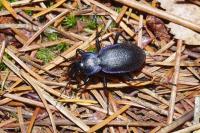 Carabus problematicus