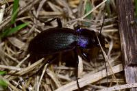 Carabus violaceus purpurascens