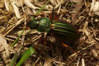 Carabus auratus