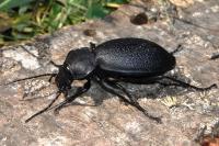 Carabus coriaceus