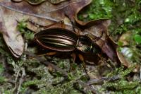 Carabus auratus