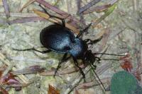 Carabus convexus