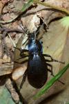 Carabus violaceus purpurascens