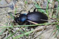 Carabus violaceus purpurascens