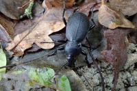 Carabus coriaceus