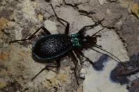 Carabus intricatus