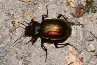 Calosoma sycophanta