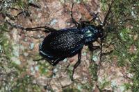 Carabus intricatus