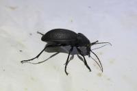 Carabus coriaceus