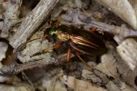 Carabus auratus