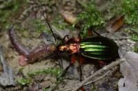 Carabus auronitens