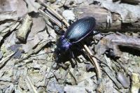 Carabus violaceus purpurascens