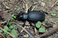 Carabus coriaceus